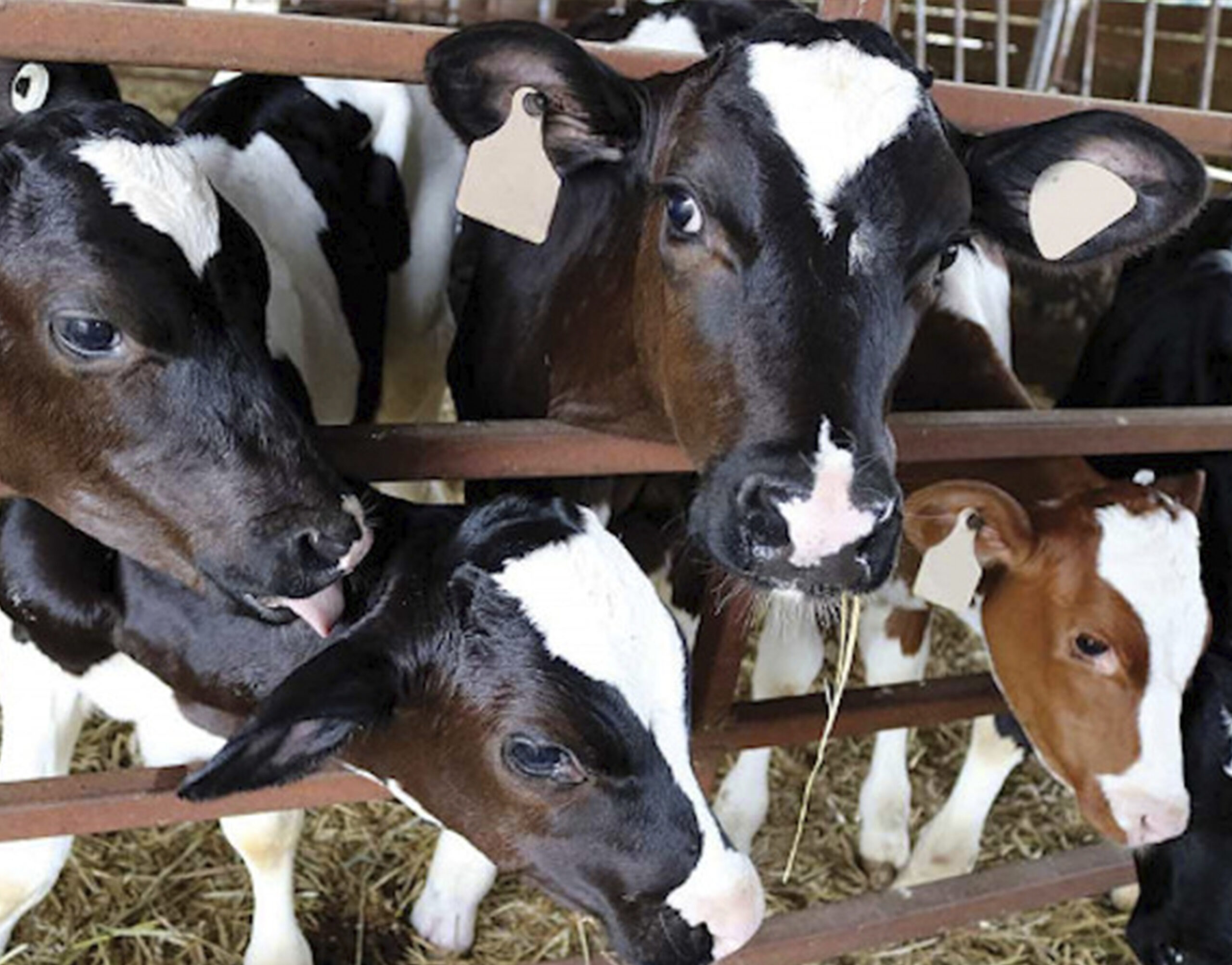 Funny curious cow looking at the camera while other cows eating hay in background at cattle farm.