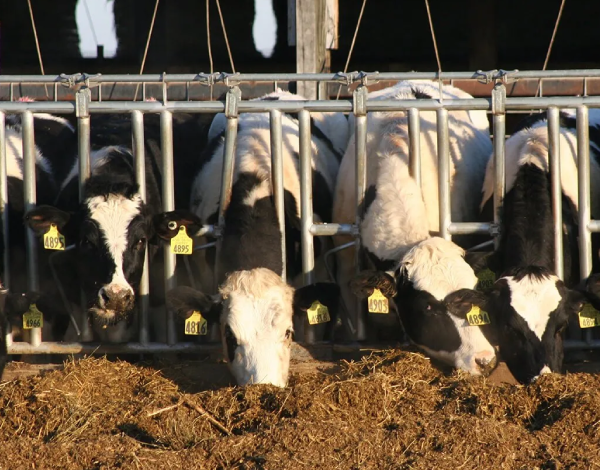 ¿Valdrá la pena criar sus propias vaquillas lecheras en el establo?  