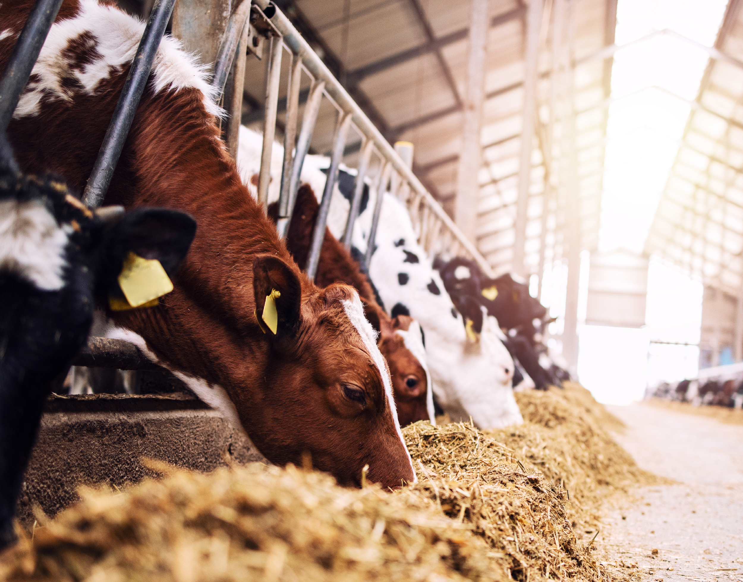 Estrategias para mejorar la eficiencia alimenticia en los programas de alimentación de vaquillas de reemplazo lechero