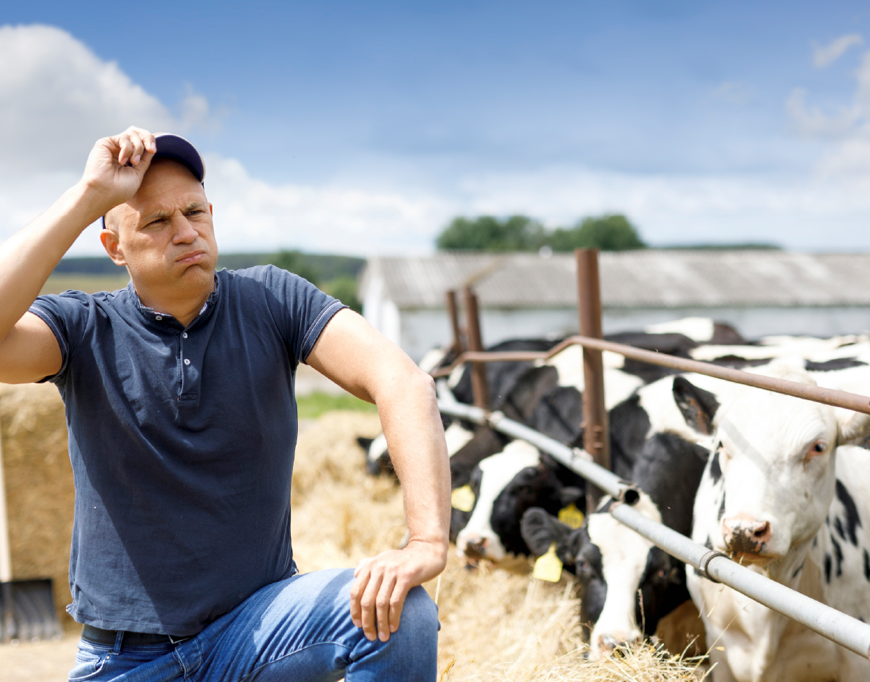 Estrés por calor en vacas, vaquillas y becerras lecheras