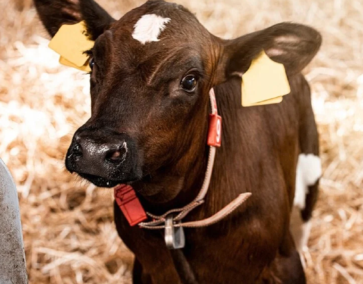 ¿Cuántas de las becerras que nacen llegan a vacas de primer parto?