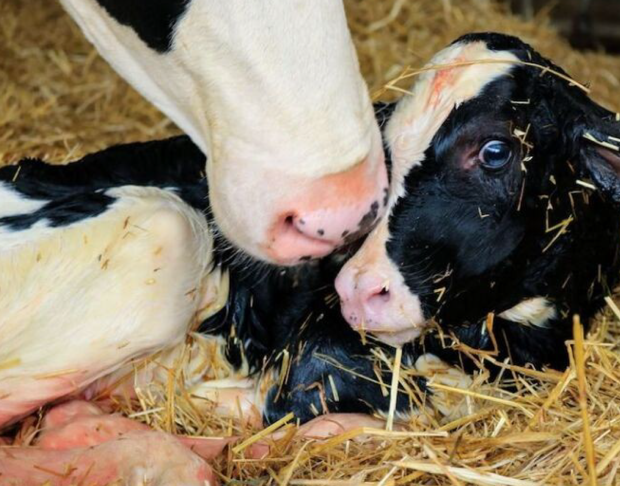 Disfrute de la salud de las vacas en transición