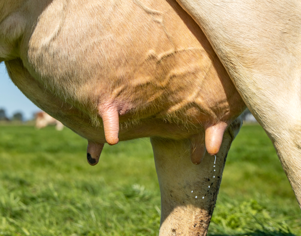 No maneje mal la mastitis en las vaquillas