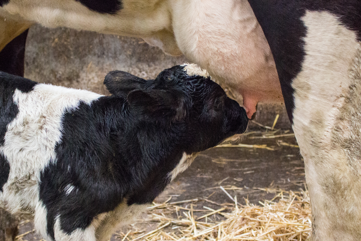 ¿Puede la oxitocina aumentar el calostro?