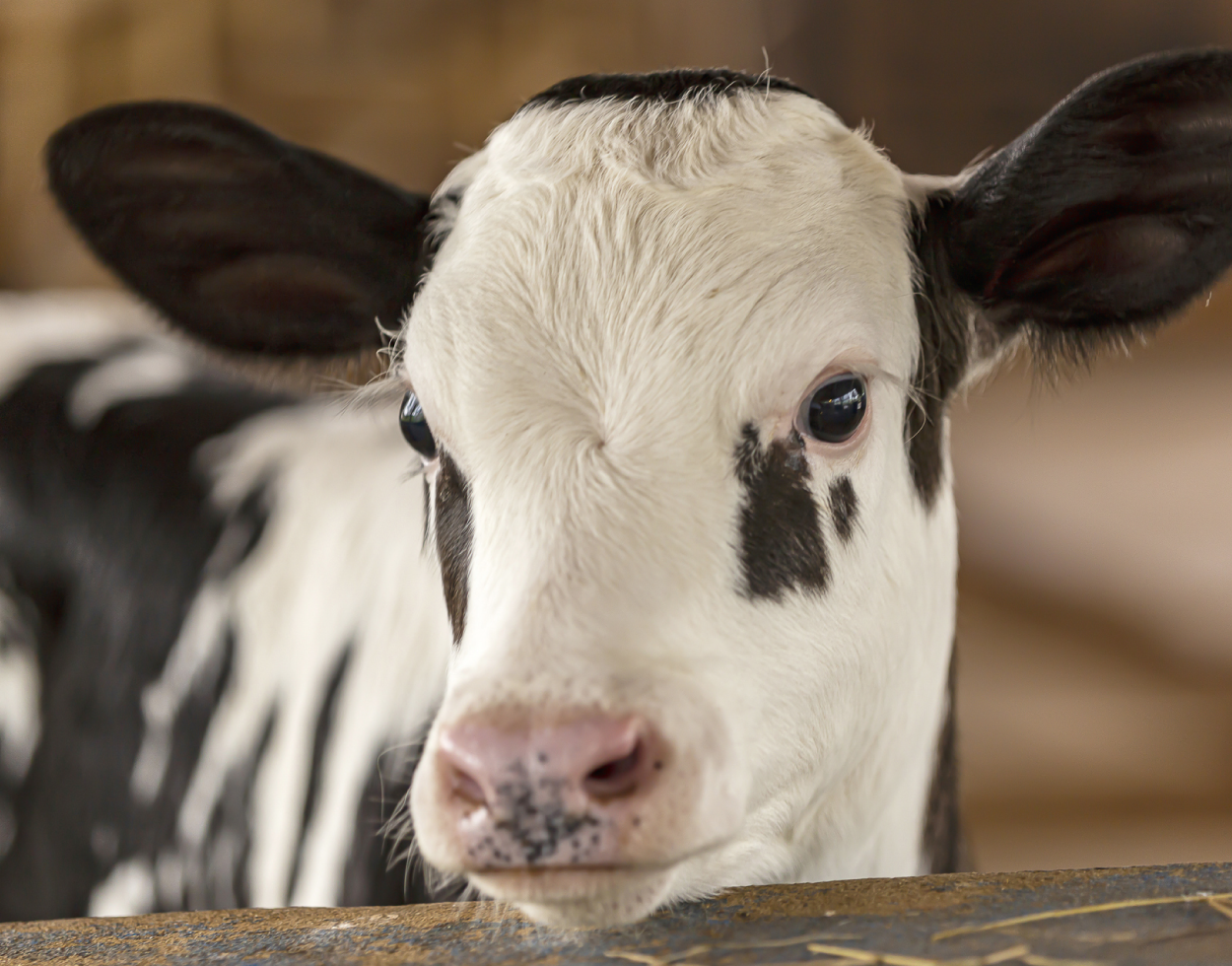 Manejo del inventario de vaquillas: Garantizando el futuro de sus operaciones
