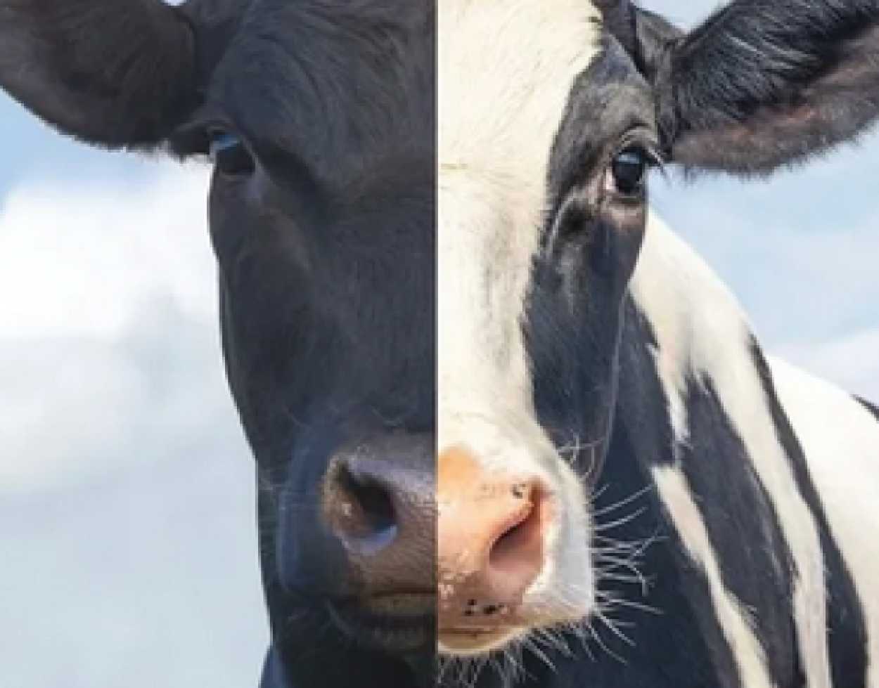 El manejo de sus corrales de transición puede ser un asunto de blanco o negro