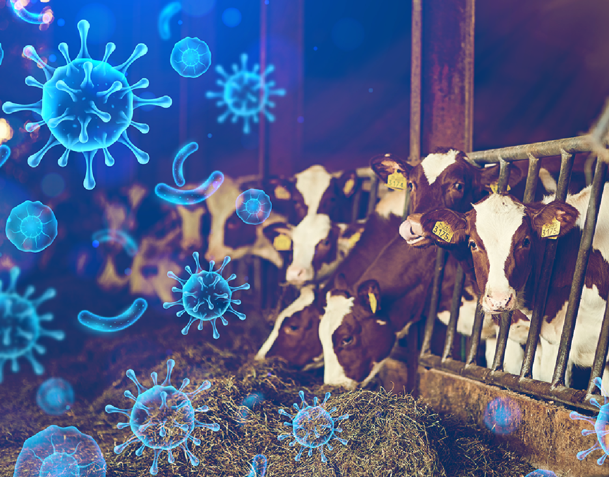 Mejorando la Bioseguridad en los Ranchos criadores de becerras: Equilibrando la Salud Animal y Humana