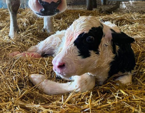 Autopista al Hígado: Detener las Infecciones Comienza con el Cuidado del Ombligo de la becerra