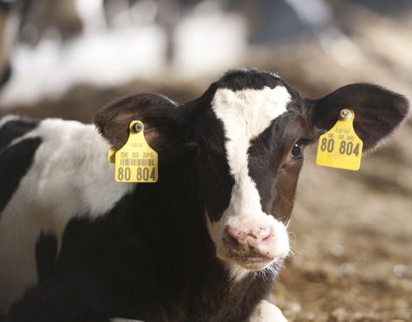 Mejorar la salud de la cría comienza con una mejor nutrición preparto.