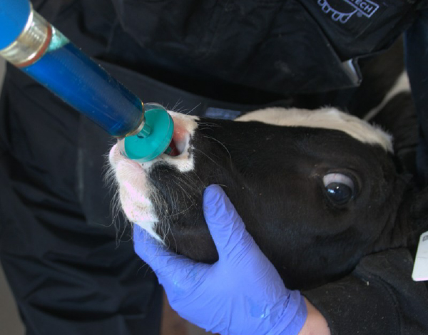 Consejos para una vacunación intranasal