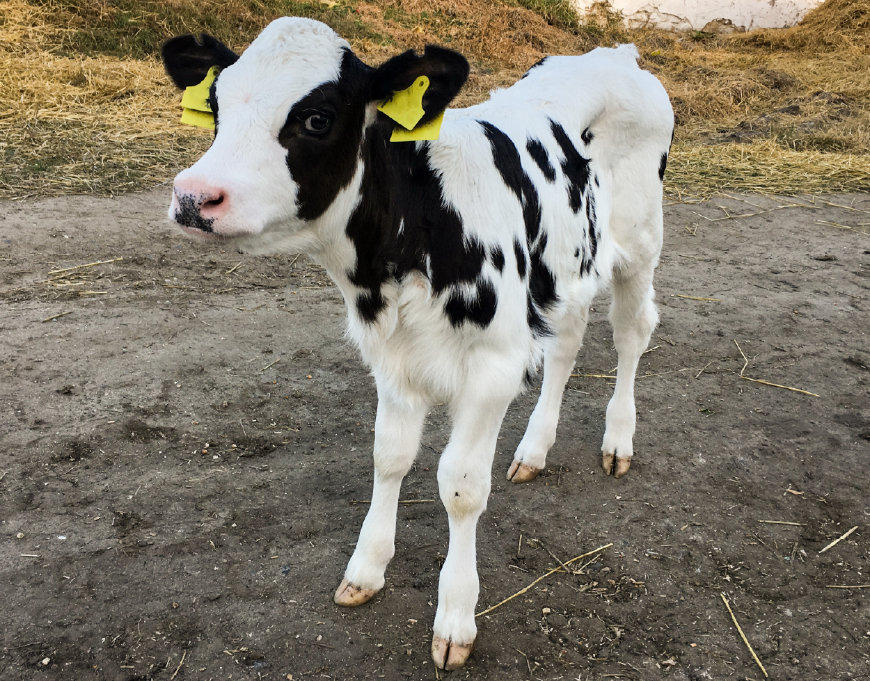 La exposición al estrés en las primeras etapas de la vida puede provocar problemas de salud negativos a lo largo de la vida.