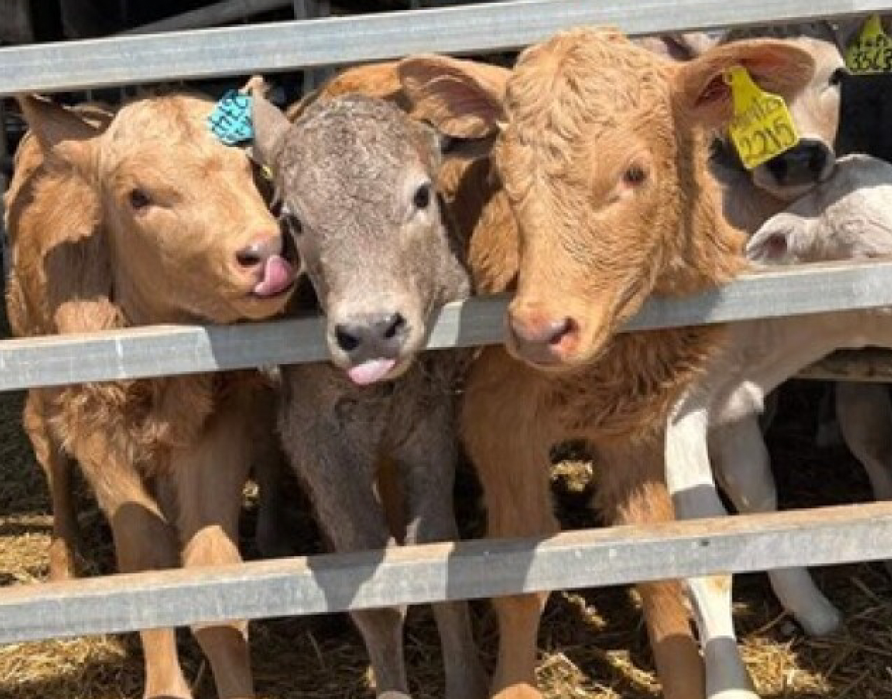 Pulmones sanos, mejor carne