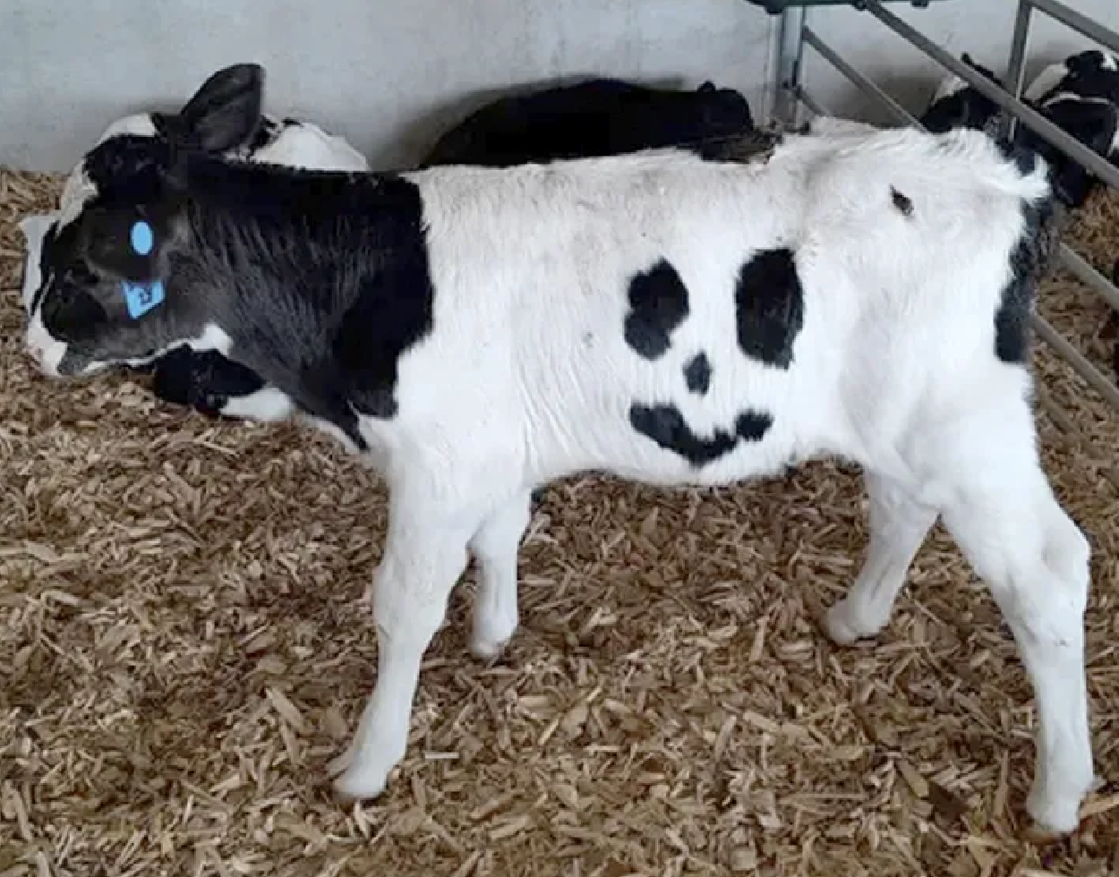 Plan de Desarrollo para Becerras Listas para el Transporte