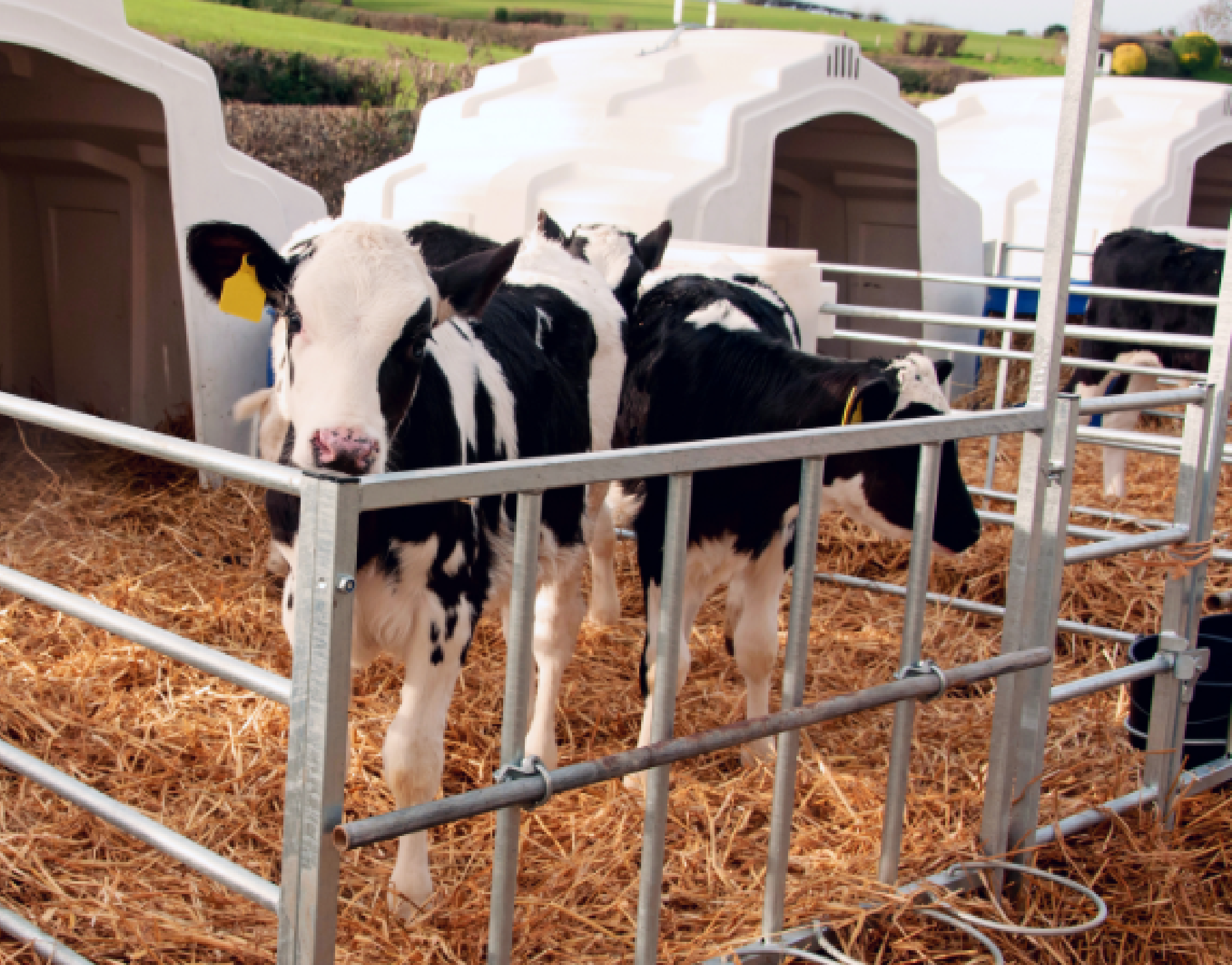 Agua: Un nutrimento crítico y subestimado en becerras(os) lecheras(os)
