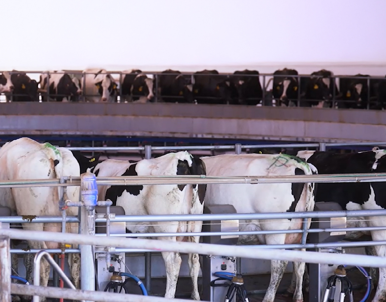 Por qué el ordeño DeLaval Flow-Responsive™ está redefiniendo la eficiencia